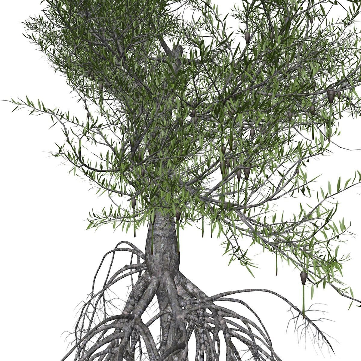 Red Mangrove Tree - 02 - 3D model_3