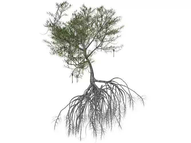 Red Mangrove Tree - 03 - 3D model