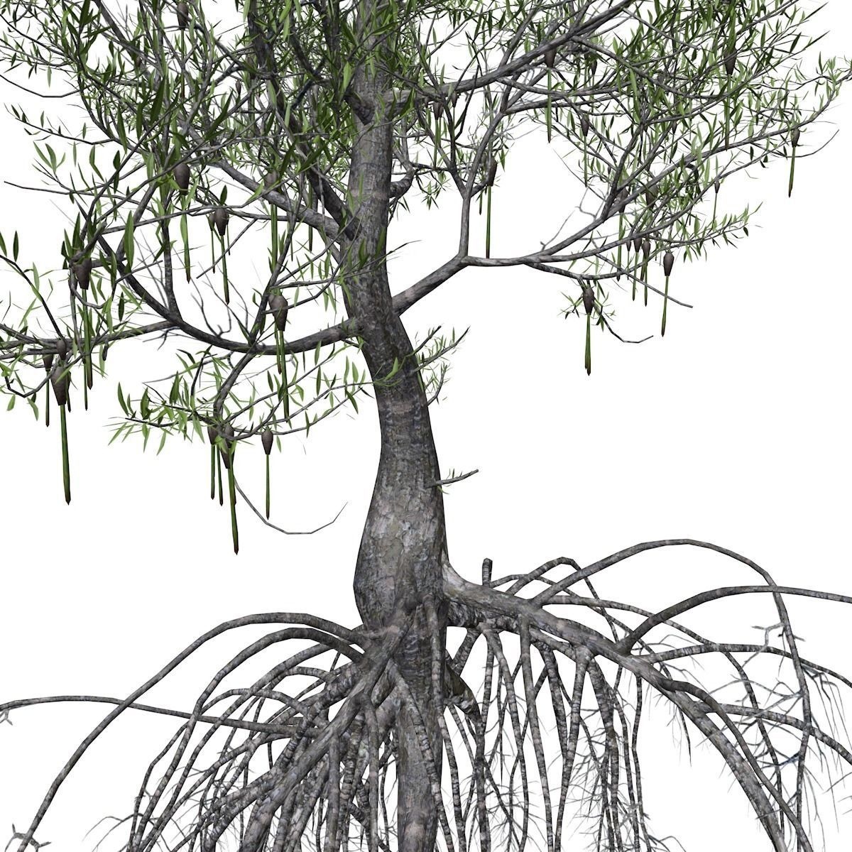 Red Mangrove Tree - 04 - 3D model_3
