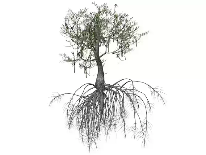Red Mangrove Tree - 04 - 3D model