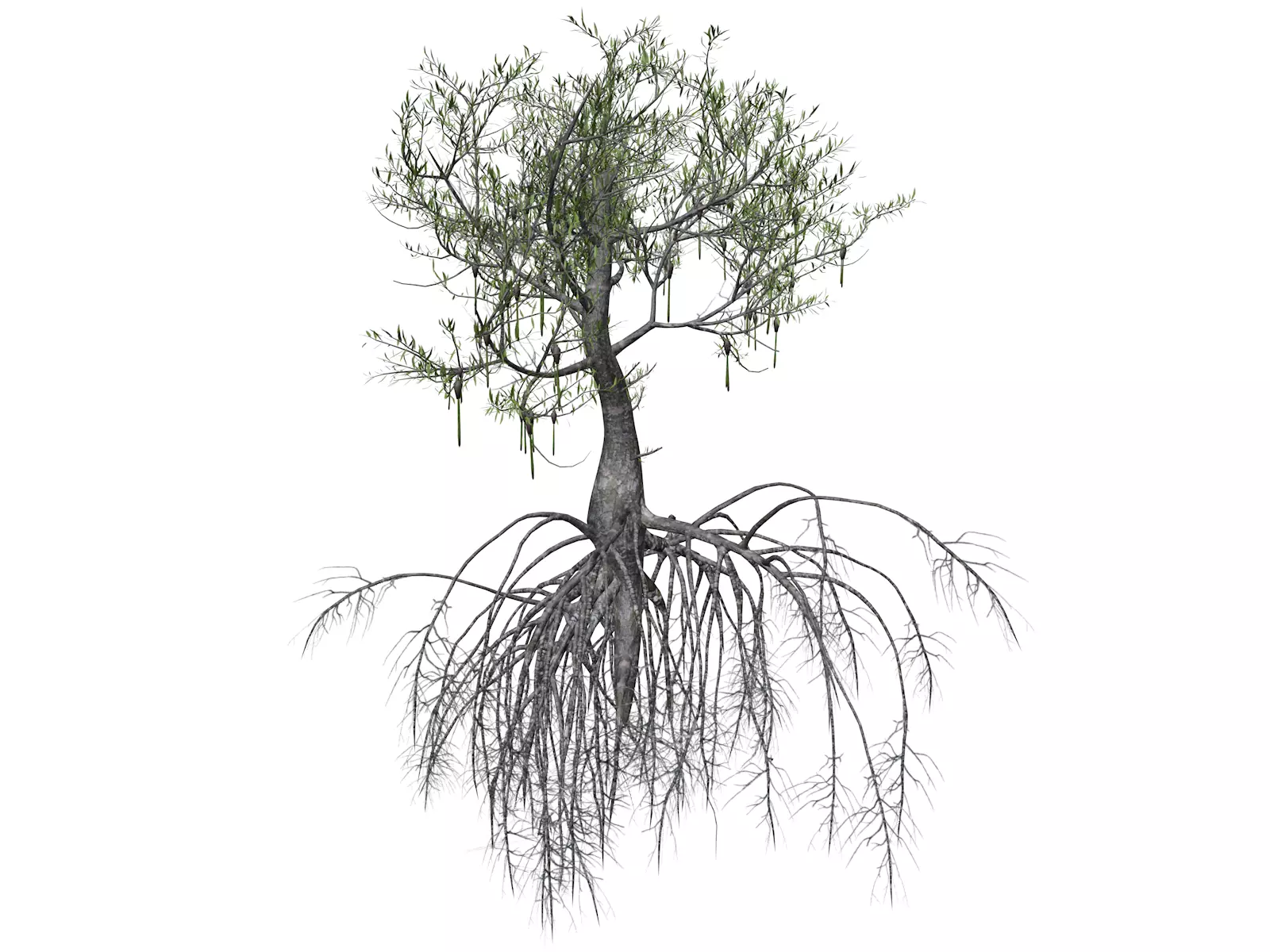 Red Mangrove Tree - 04 - 3D model_0