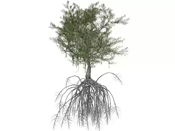 Red Mangrove Tree - 05 - 3D model