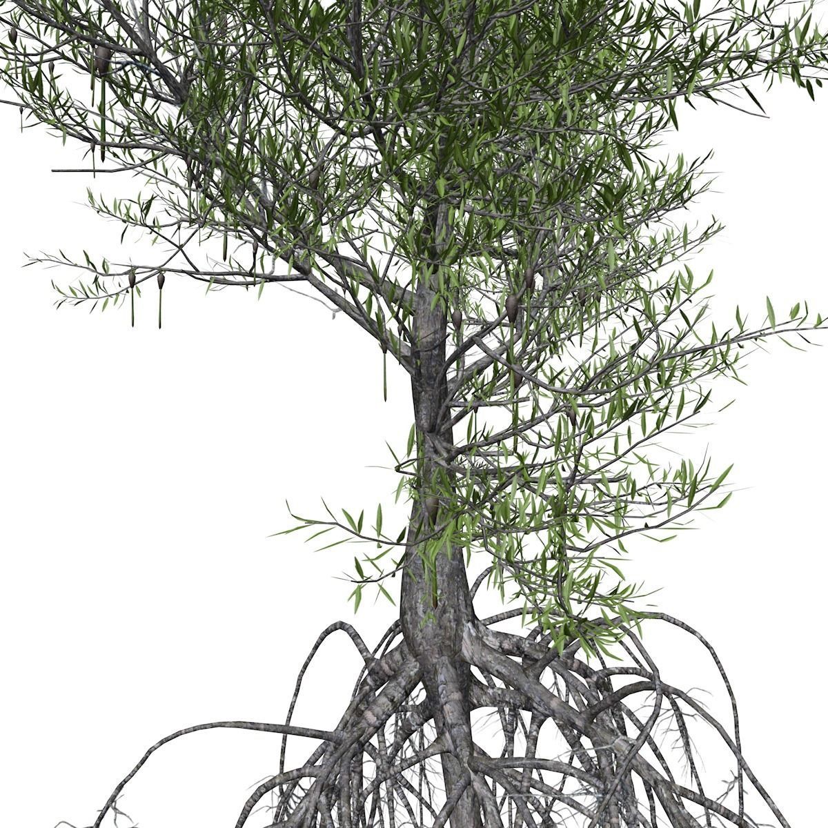 Red Mangrove Tree - 06 - 3D model_3