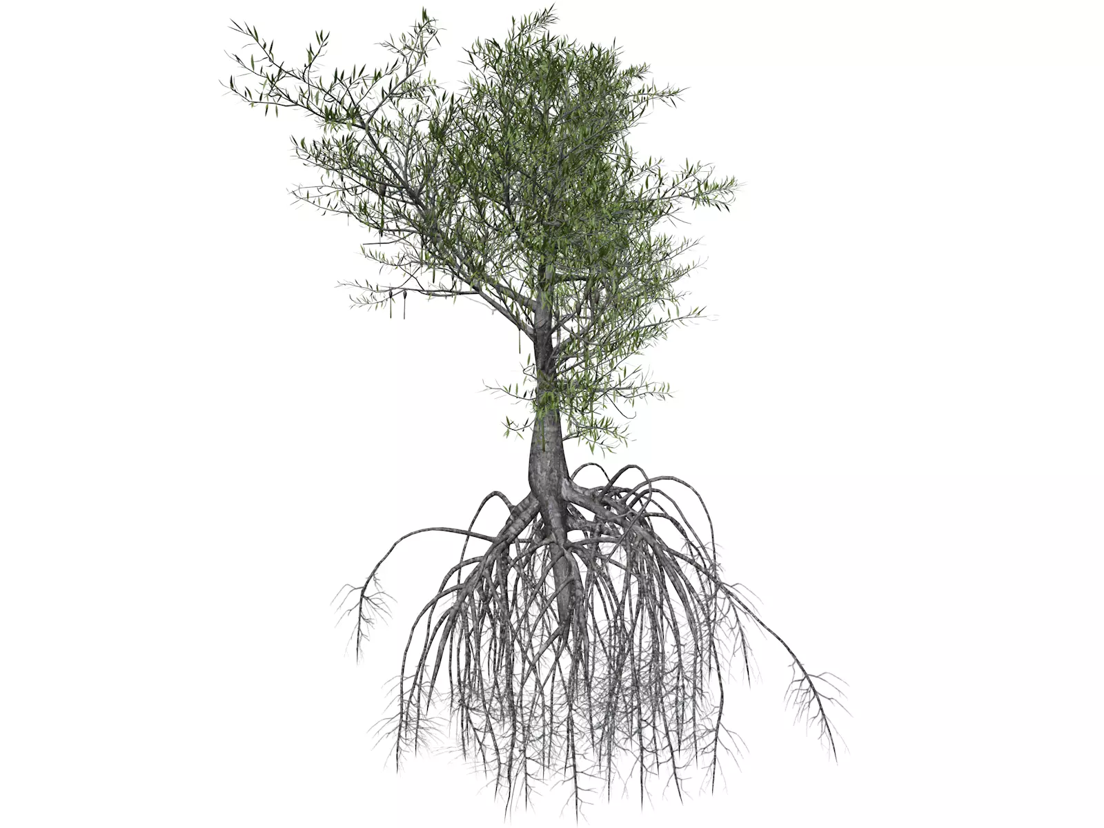 Red Mangrove Tree - 06 - 3D model_0