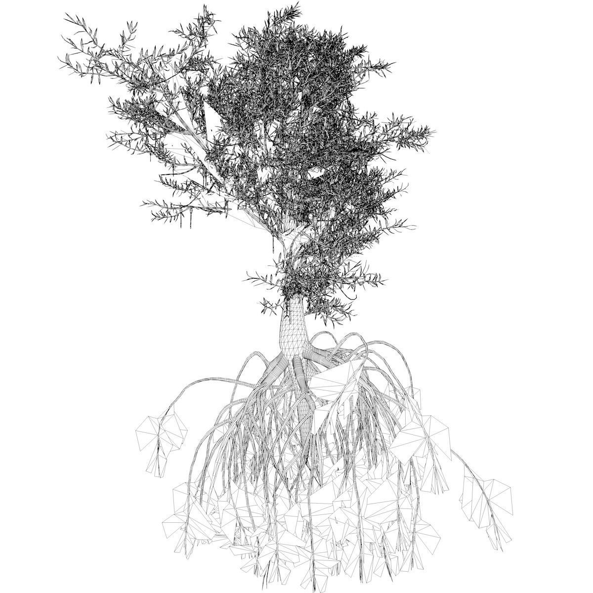 Red Mangrove Tree - 06 - 3D model_2