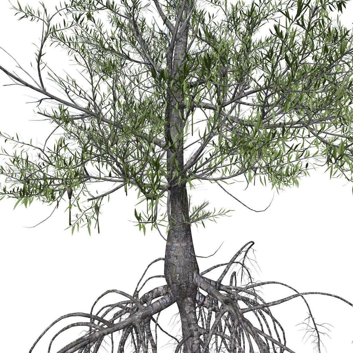 Red Mangrove Tree - 07 - 3D model_3