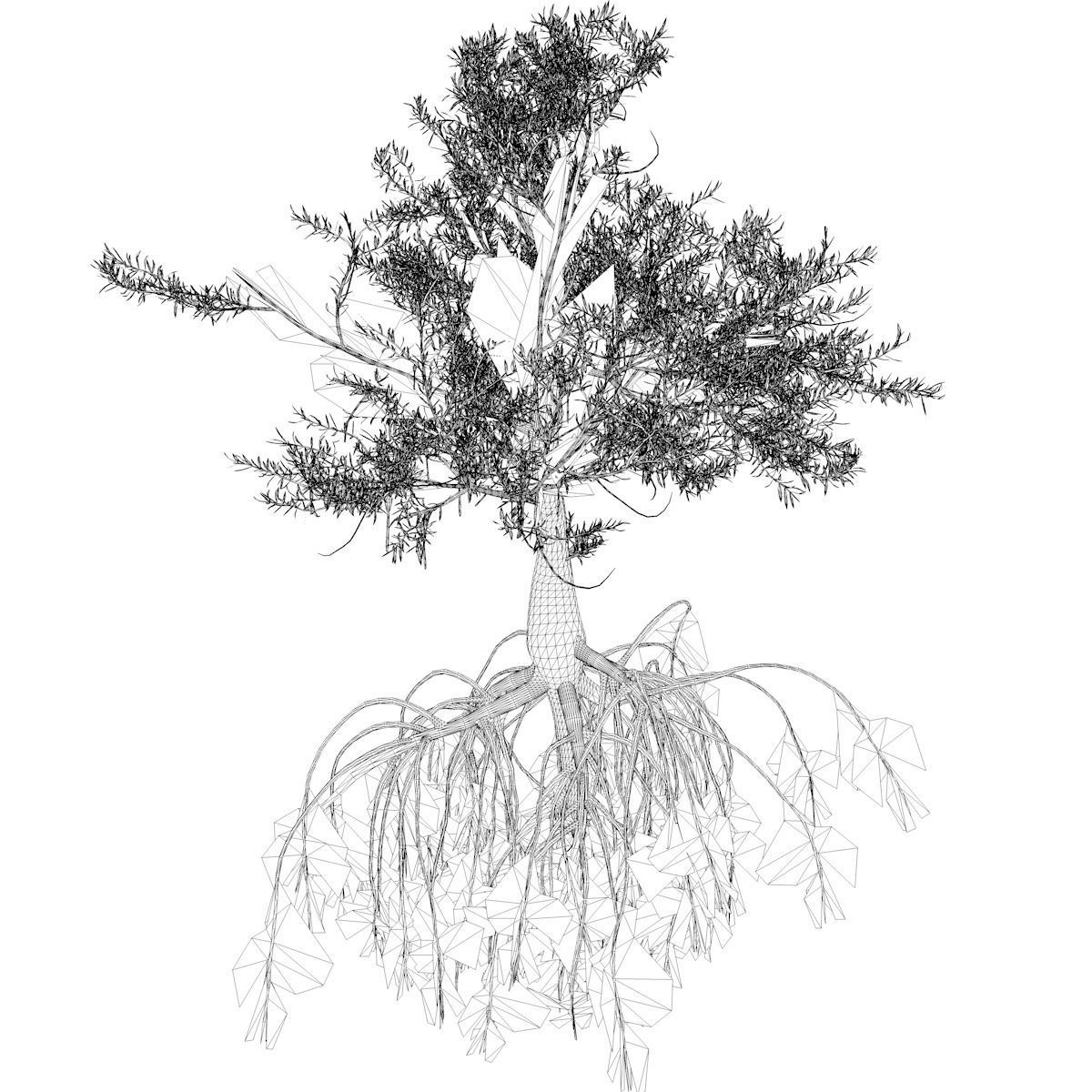 Red Mangrove Tree - 07 - 3D model_2