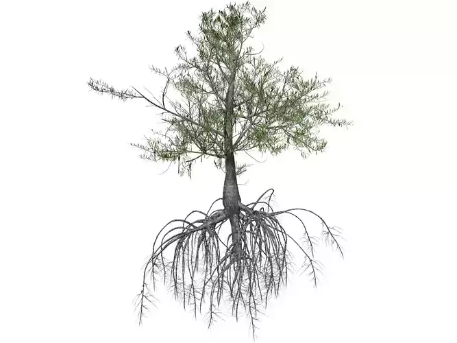 Red Mangrove Tree - 07 - 3D model
