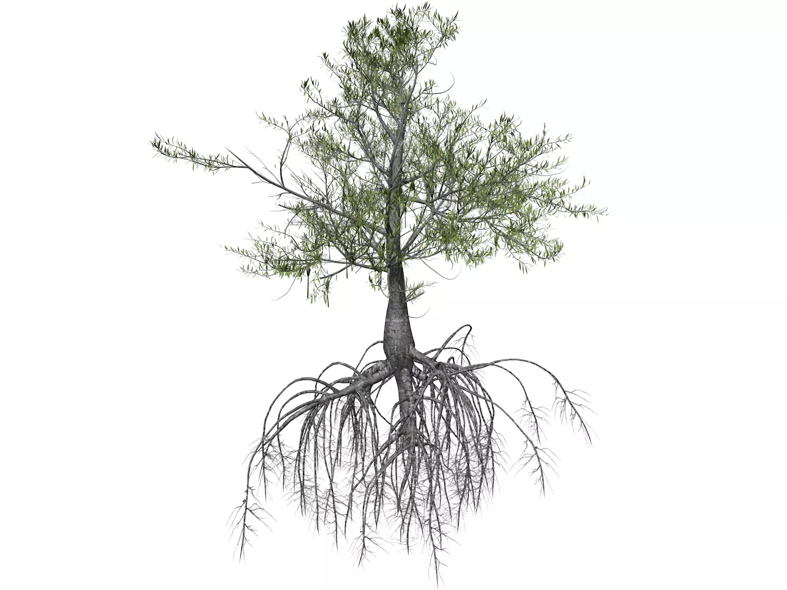 Red Mangrove Tree - 07 - 3D model_0