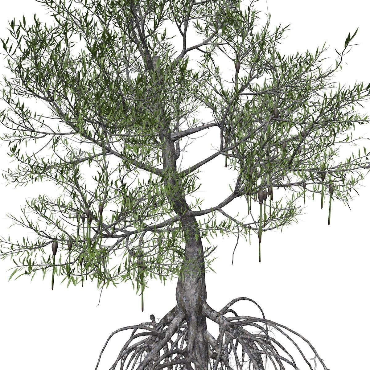 Red Mangrove Tree - 08 - 3D model_3