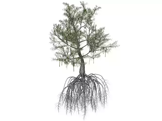 Red Mangrove Tree - 08 - 3D model