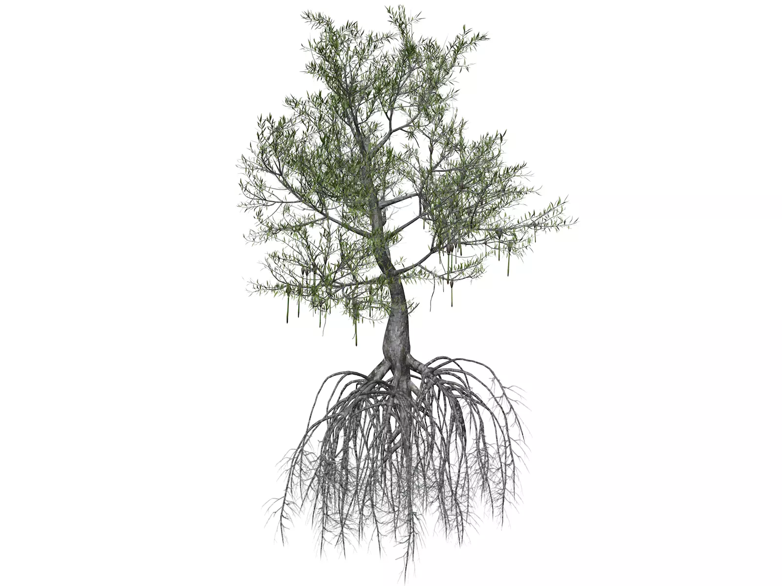 Red Mangrove Tree - 08 - 3D model_0