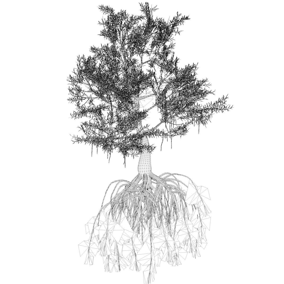 Red Mangrove Tree - 08 - 3D model_2