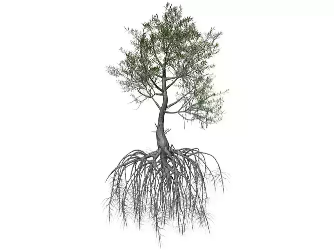 Red Mangrove Tree - 09 - 3D model