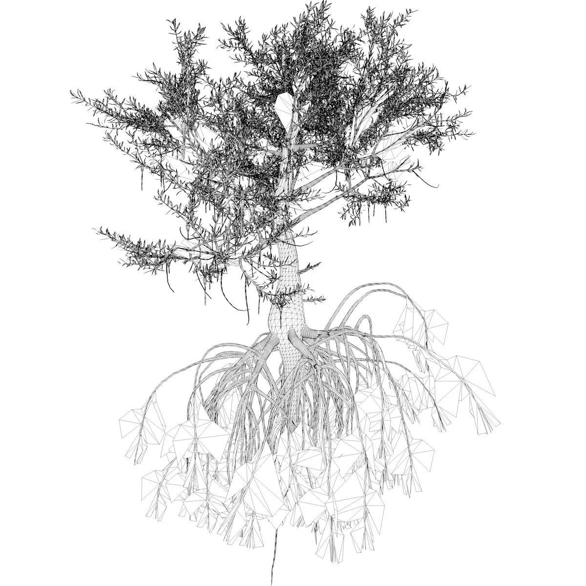 Red Mangrove Tree - 10 - 3D model_2