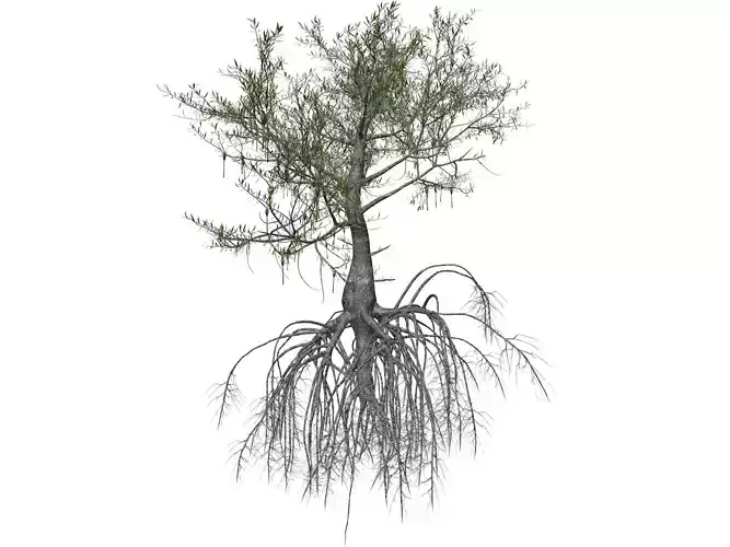 Red Mangrove Tree - 10 - 3D model