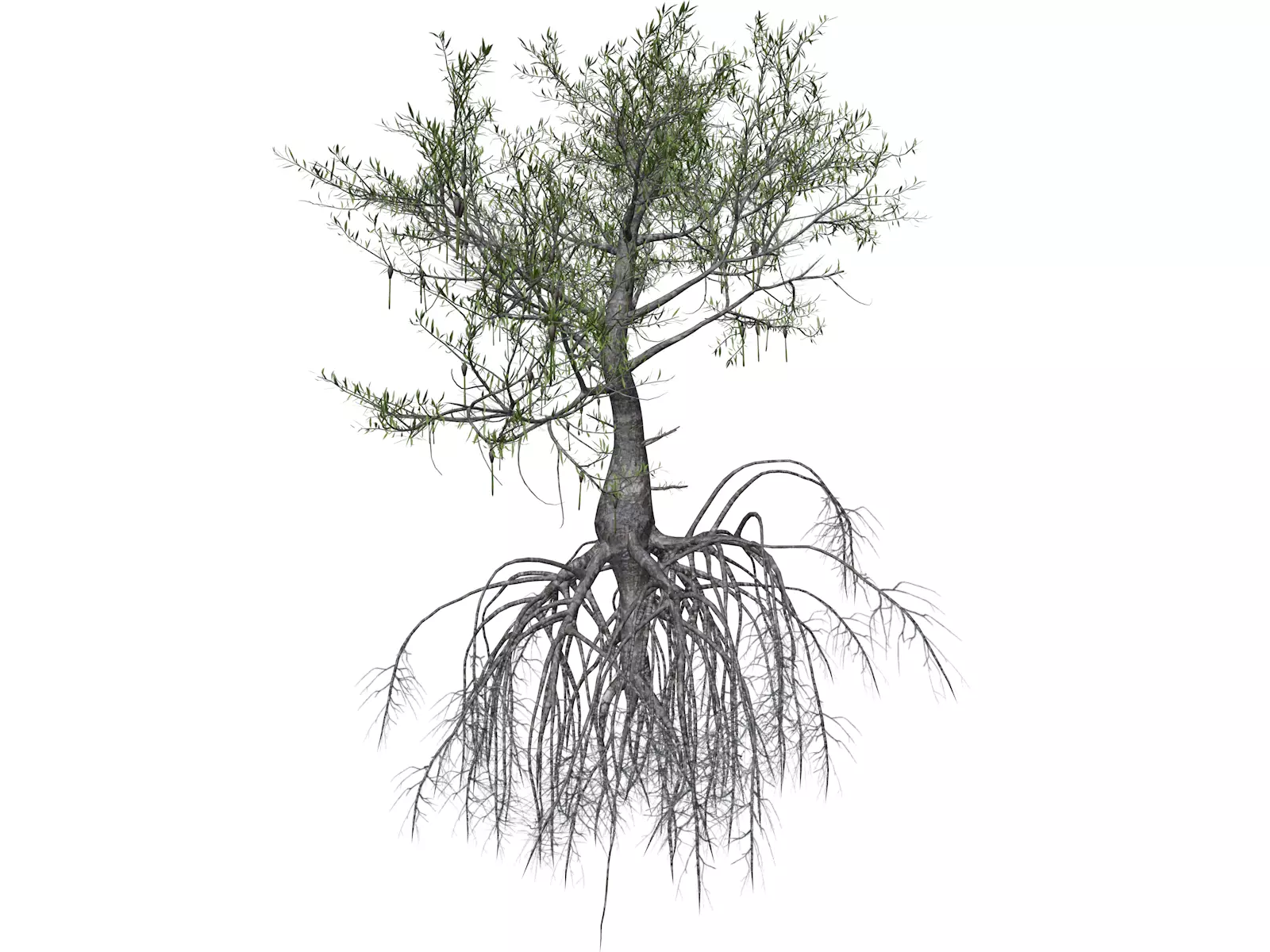 Red Mangrove Tree - 10 - 3D model_0