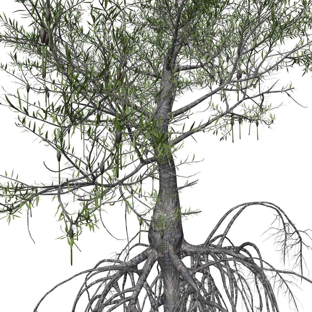 Red Mangrove Tree - 10 - 3D model_3