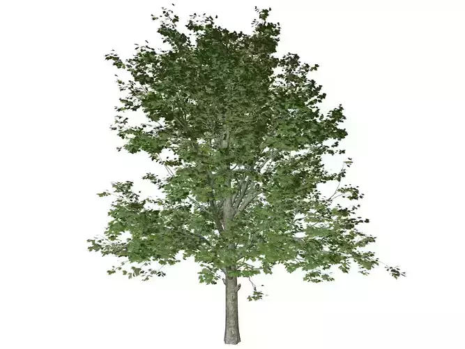 Red Maple Tree - 01 -