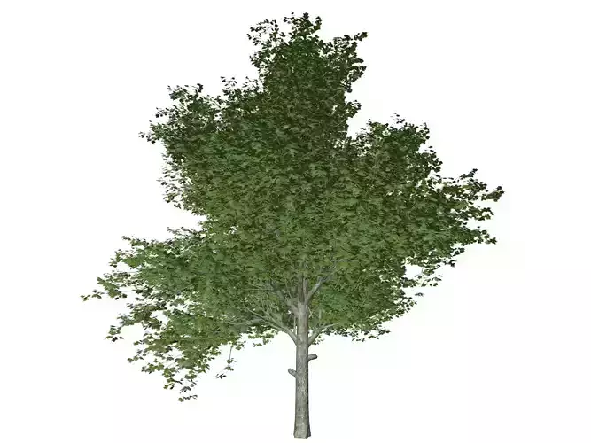 Red Maple Tree - 02 -