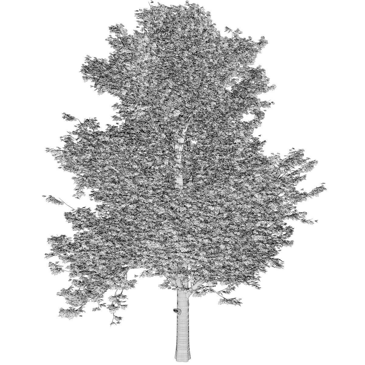 Red Maple Tree - 03 - 3D model_2