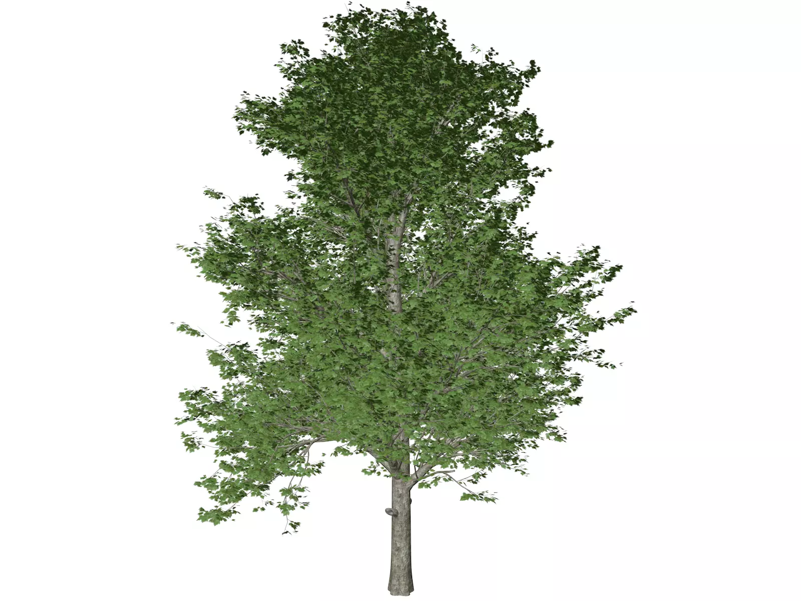 Red Maple Tree - 03 - 3D model_0