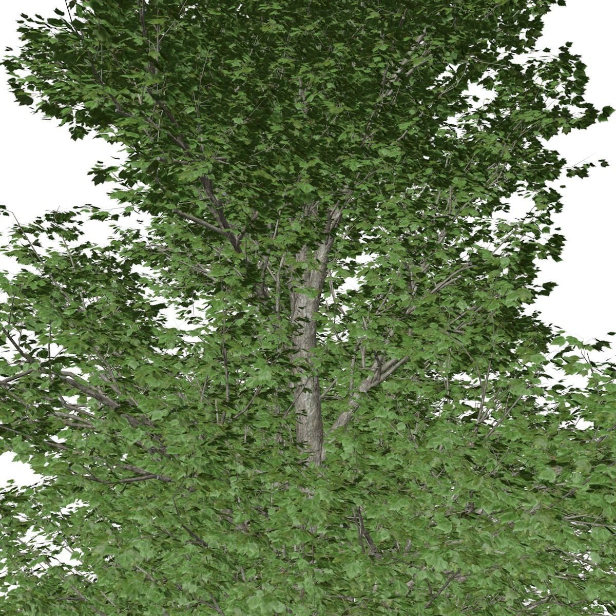 Red Maple Tree - 03 - 3D model_3