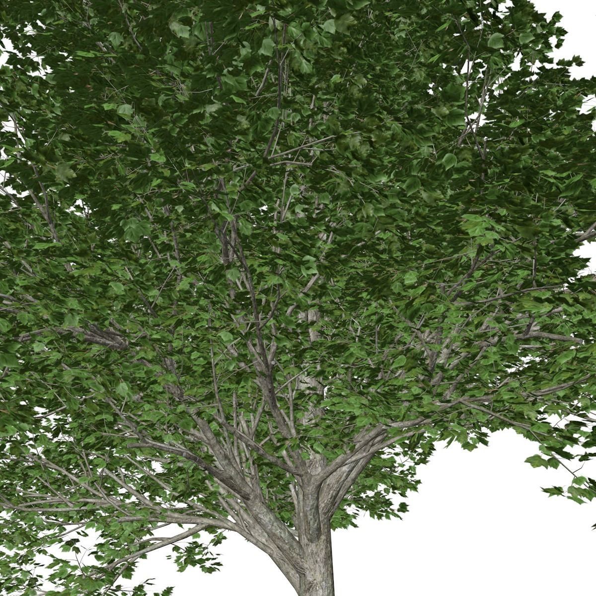 Red Maple Tree - 04 - 3D model_3