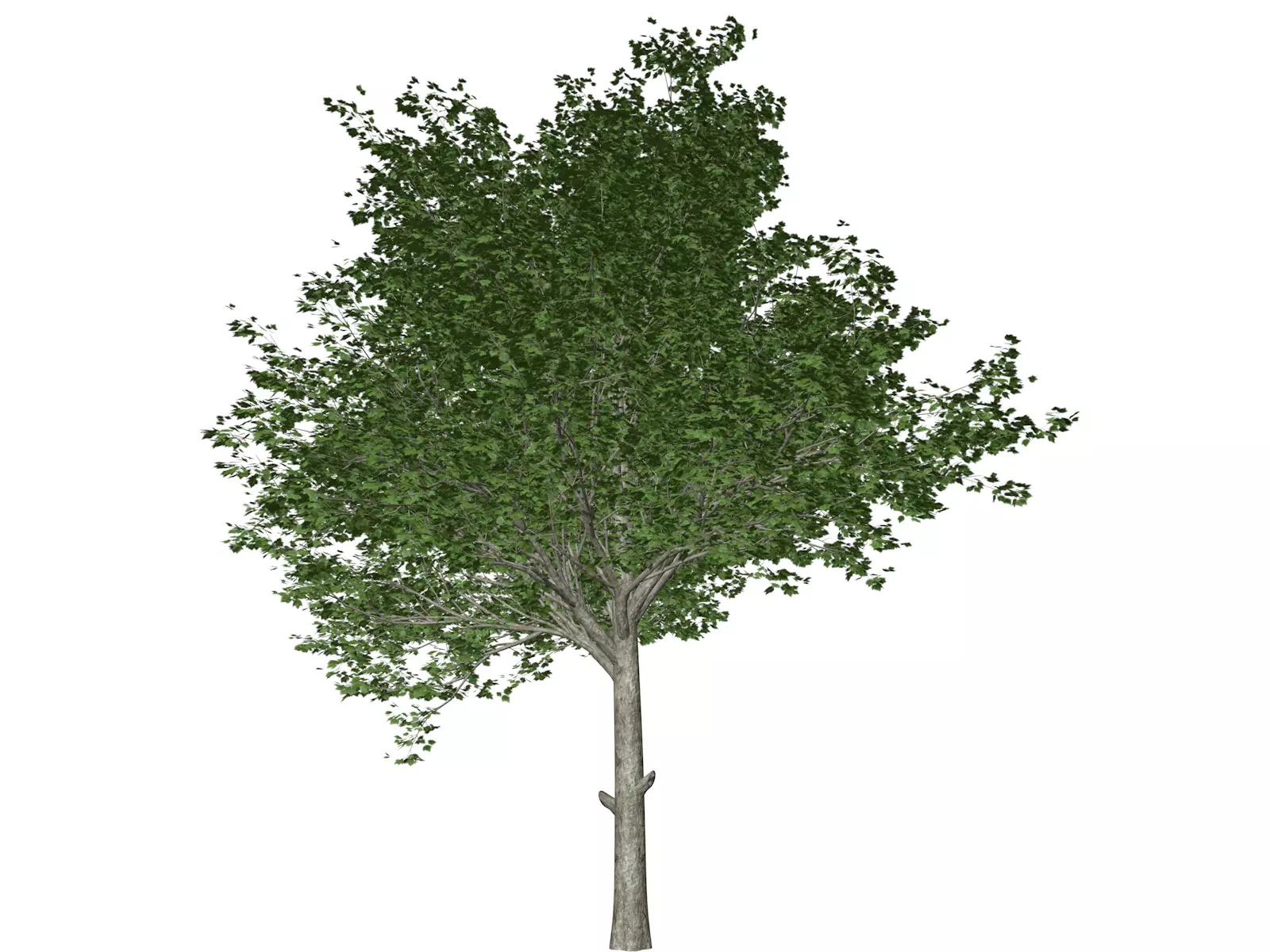 Red Maple Tree - 04 - 3D model_0