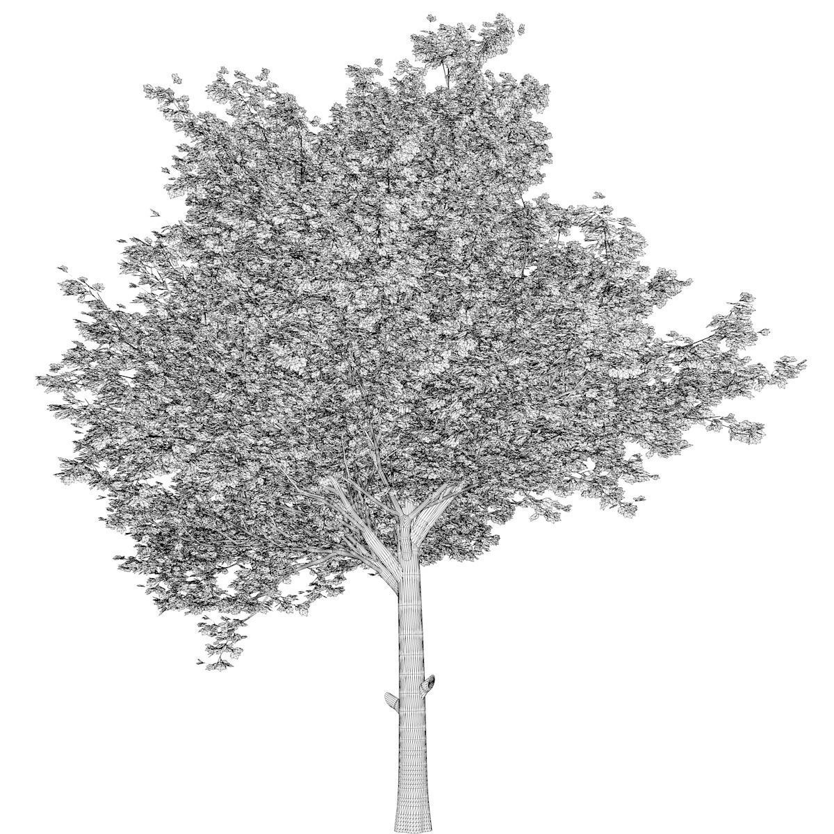 Red Maple Tree - 04 - 3D model_2
