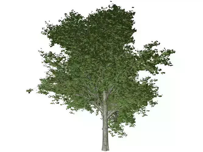 Red Maple Tree - 05 -