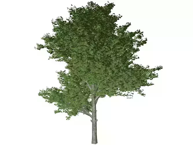 Red Maple Tree - 06 -