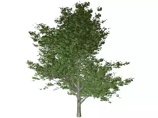 Red Maple Tree - 07 -