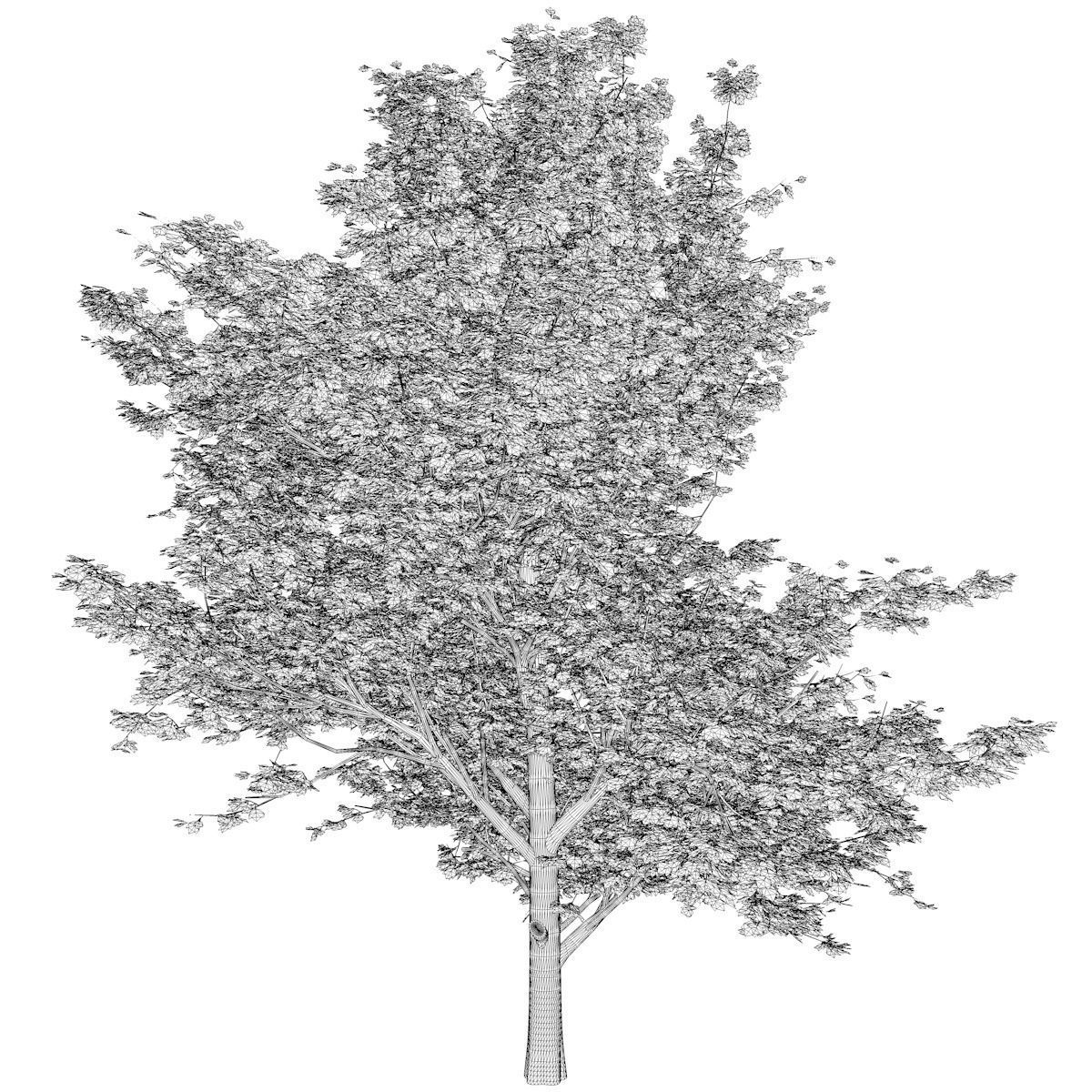 Red Maple Tree - 07 - 3D model_2