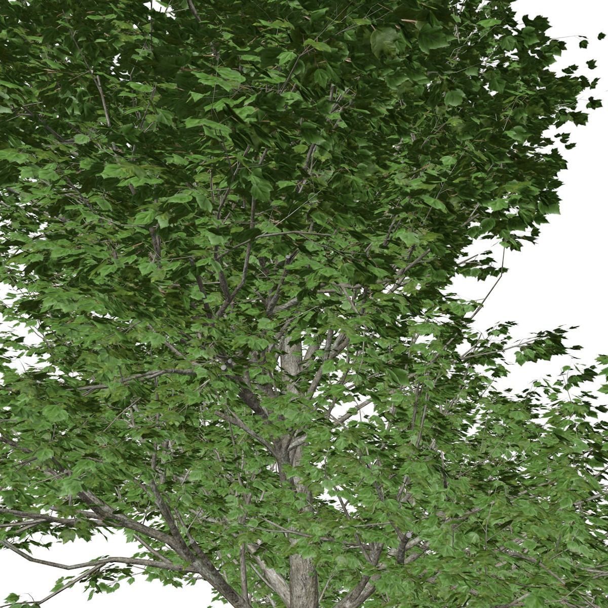 Red Maple Tree - 07 - 3D model_3