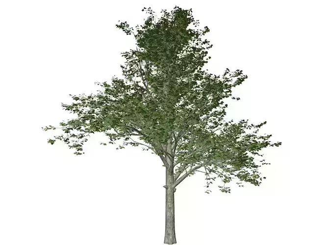 Red Maple Tree - 08 -