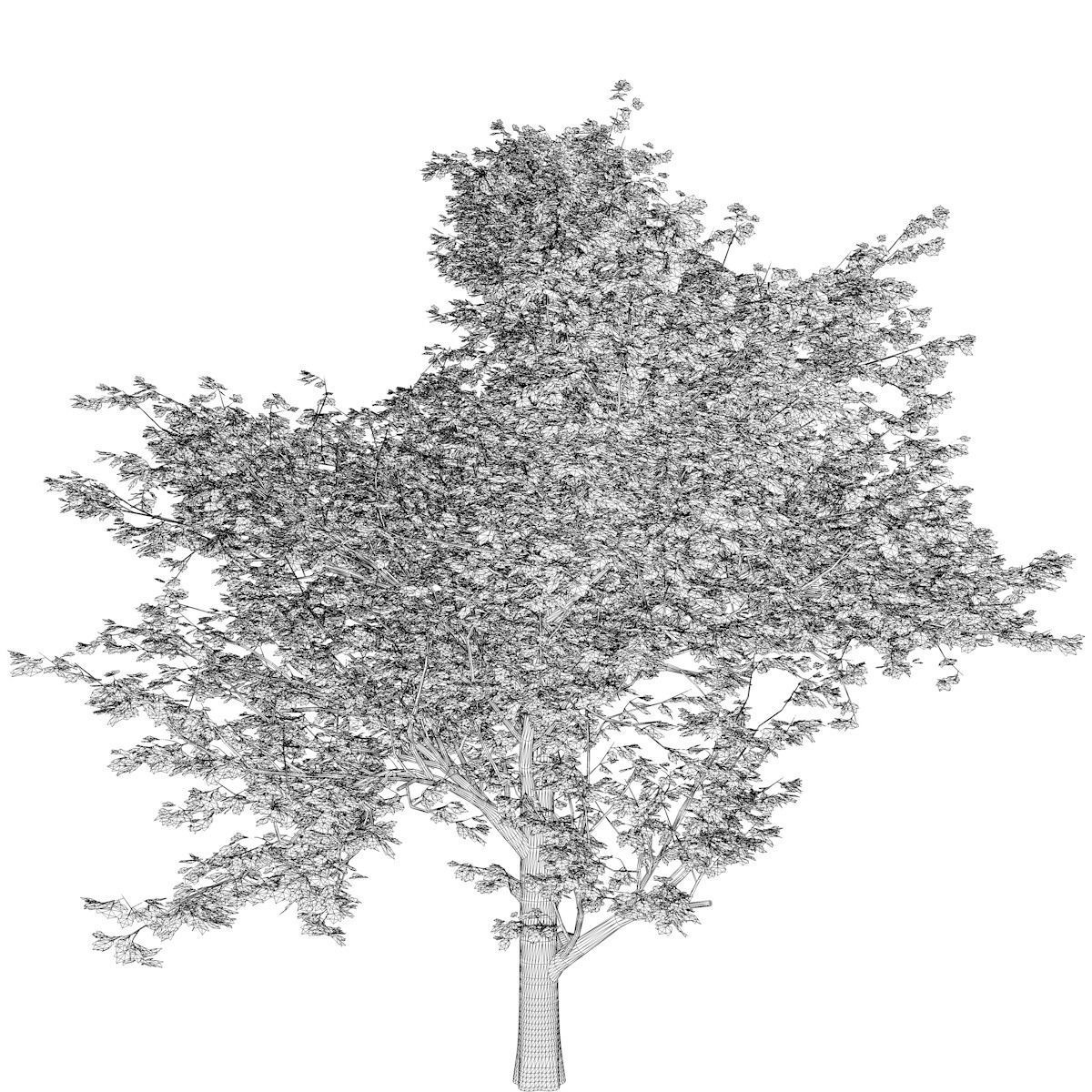 Red Maple Tree - 09 - 3D model_2