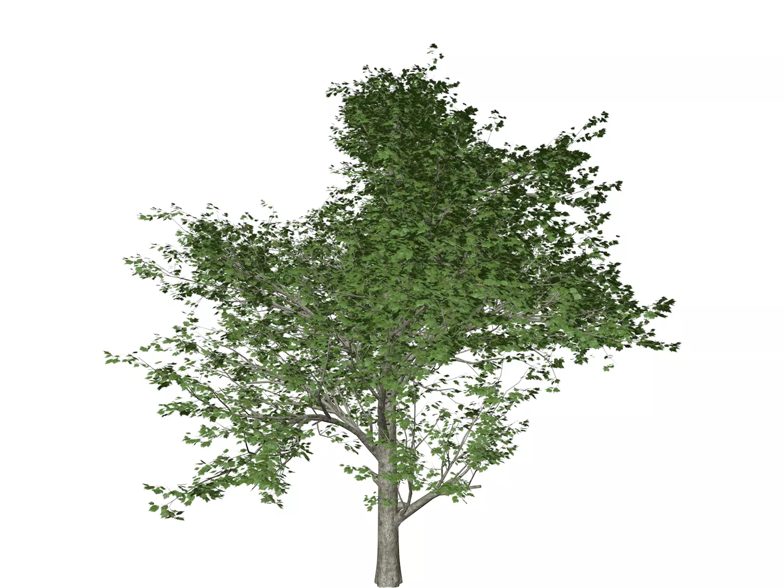 Red Maple Tree - 09 - 3D model_0