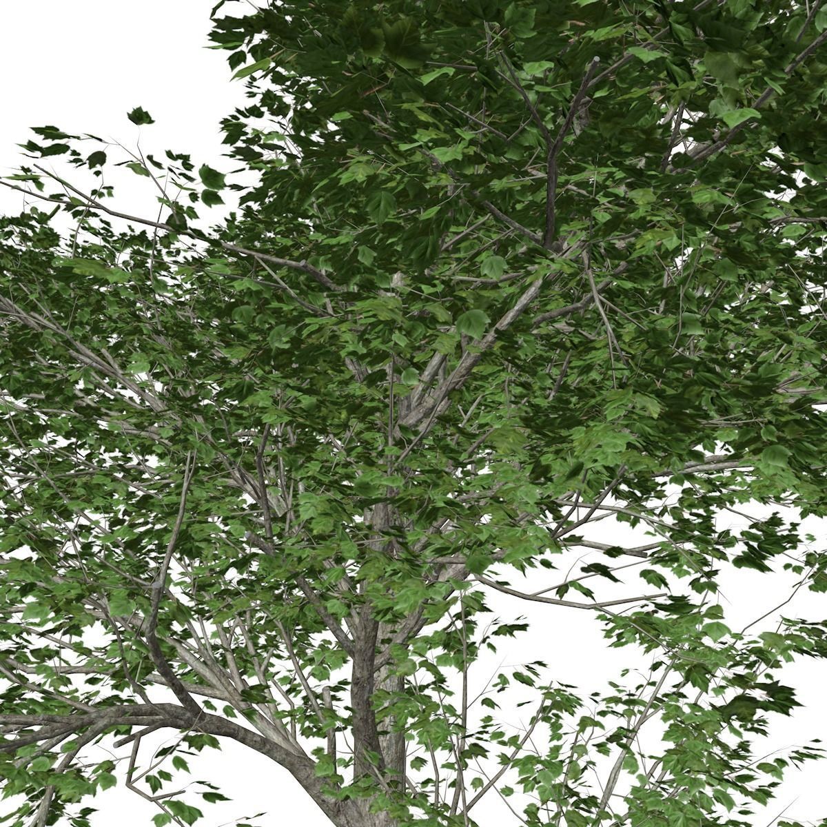 Red Maple Tree - 09 - 3D model_3