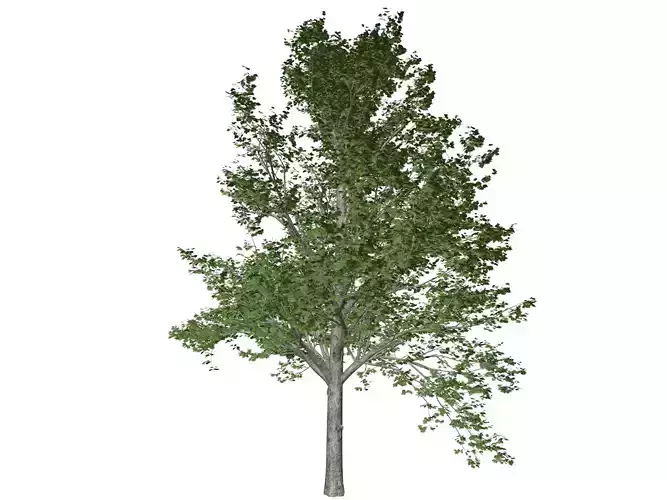 Red Maple Tree - 10 -