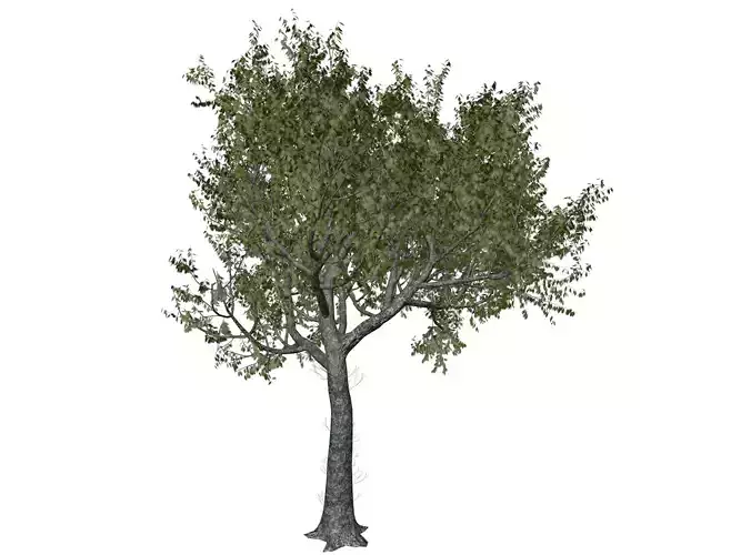 Red Oak Tree - 01 - 3D model