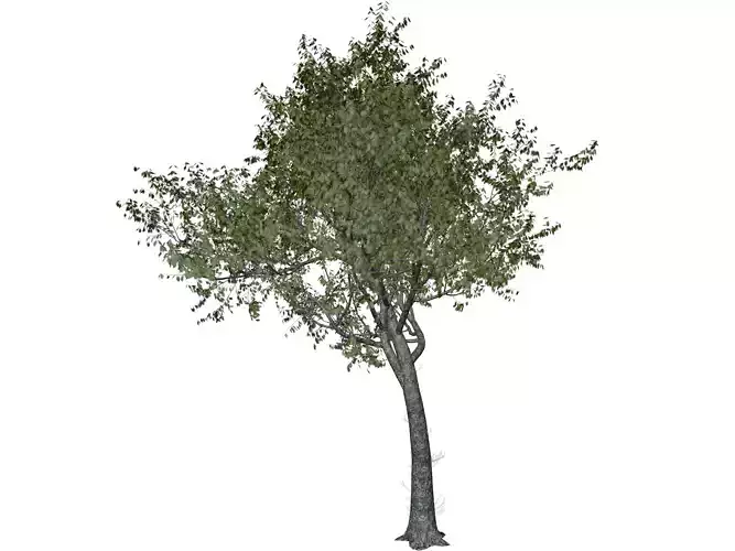 Red Oak Tree - 02 - 3D model