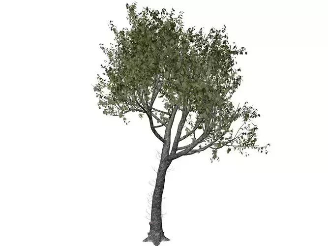 Red Oak Tree - 03 - 3D model