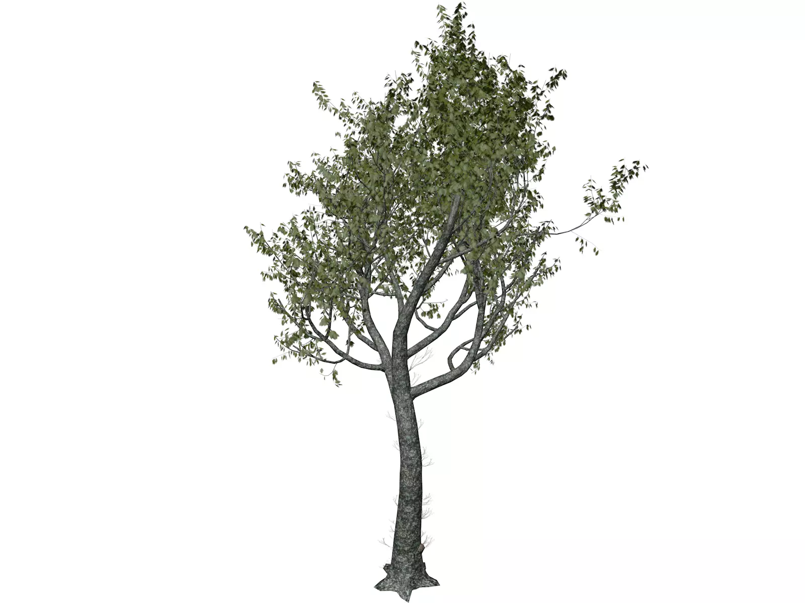 Red Oak Tree - 04 - 3D model_0