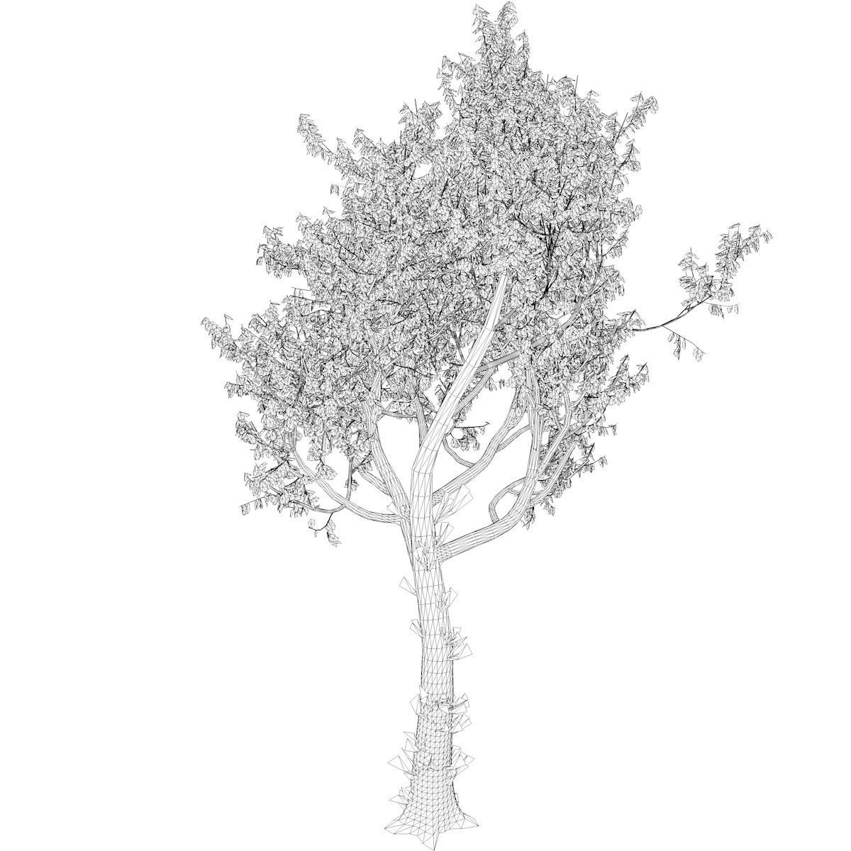 Red Oak Tree - 04 - 3D model_2