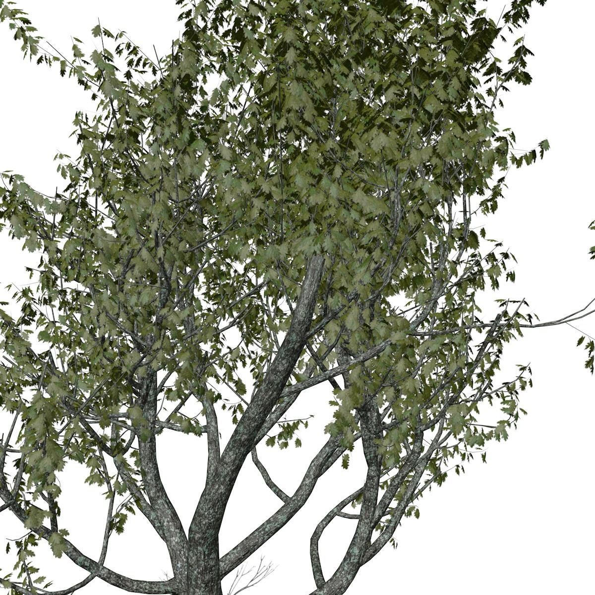 Red Oak Tree - 04 - 3D model_3
