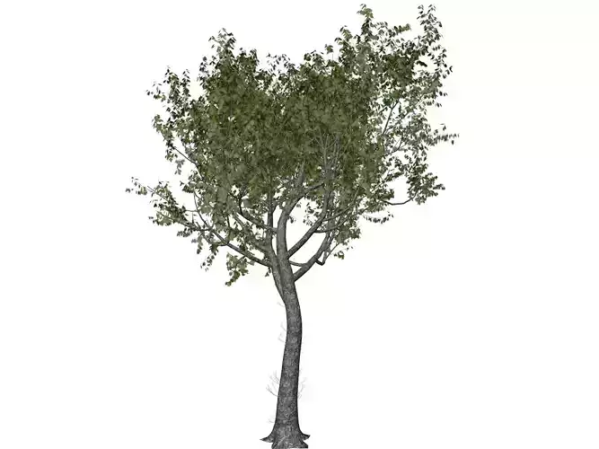 Red Oak Tree - 05 -