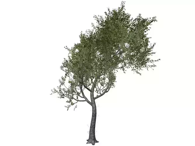 Red Oak Tree - 06 -