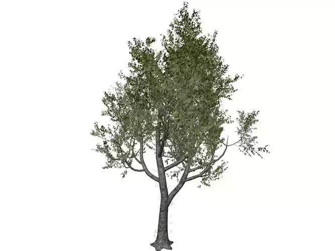 Red Oak Tree - 07 - 3D model