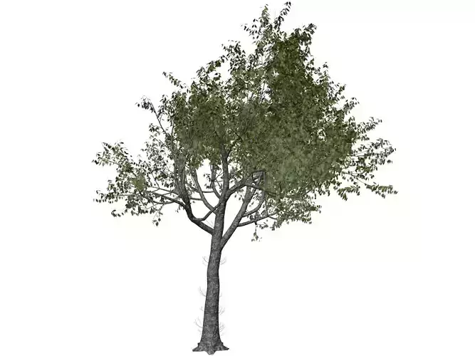 Red Oak Tree - 08 -